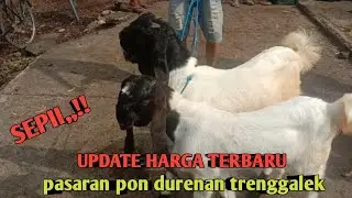 UPDATE HARGA TERBARU, PASAR DURENAN TRENGGALEK