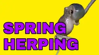 Spring Nighttime Herping