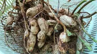 kacang tanah
