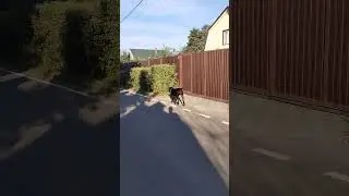 Кане Корсо на Даче!! 🔥🧨😀 #canecorso #канекорсо #dog #americanbully #pitbull #dogargentino #собака
