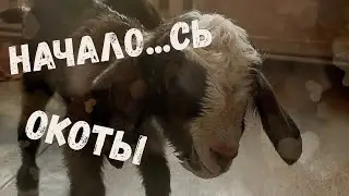 Начались окоты