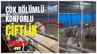 Türkiye’nin En Konforlu Küçükbaş İşletmelerinden Birisi   #hayvancılık #tarım