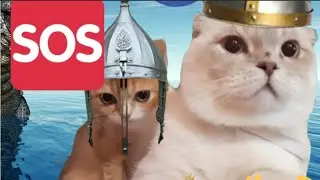 кот спун😂 