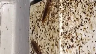 HOW TO KILL GERMAN COCKROACHES USING BAYER || WITH PROOF