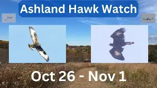 Ashland Hawk Watch Update Week 9: Highlights and Raptor Identification Practice (10/26 - 11/1, 2024)