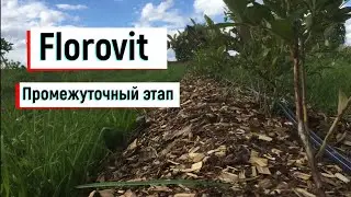 Эксперимент с удобрением голубики //  Промежуточный этап