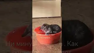 Котенок поло￼скун.