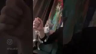 Kaju 💙 Tekir Erkek kedi Cat story