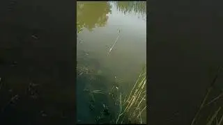 #рекомендации