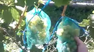 23 июля 20018 виноград фаворит