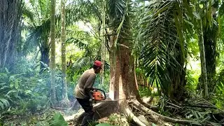 Tumbangnya Kayu Durian Mas Hakim , Diameter 25 Inchi