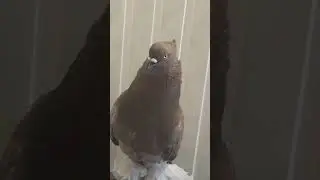 узбекские голуби Абдусалама город ош т,0996557 557770,стандарт ☆'