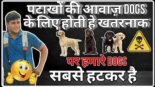 पटाखे की आवाज dog's के लिए होती है खतरनाक पर हमारे dogs हटकर हैं #Dogtrainer