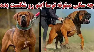 سگ هایی که میتونن توسا اینو رو شکست بدن / چه سگایی میتونن توسا اینو رو شکست بدن؟!