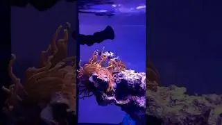 Clownfish being Clownfish… #aquarium #reef #fish #reefkeeper #reeftank #fishtank #coral #clownfish