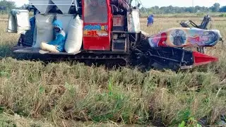 Mesin Panen Padi Paling Tercepat, Potong Padi#425