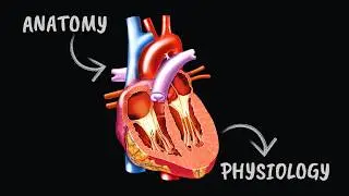 Cardiovascular System Part 1: Anatomy and Physiology of the Heart: ( An Easy Approach )