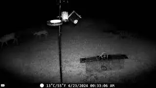 Doe and fawn