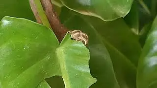 Caterpillar