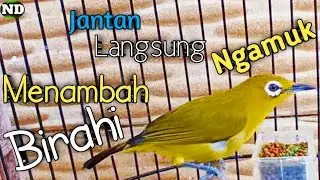 Pleci betina Birahi Memanggil Jantan !! Pleci Jantan Langsung Gacor