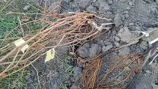 Викопав саджанці винограду з шкілки.