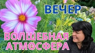 Рассказываю про свои цветы в огороде 🌿🌼🌙 Просто Мария