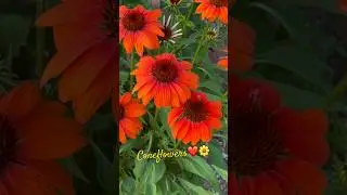 Pollinators ❤️🐝🌼 Coneflowers #shorts #flowers #bees #garden