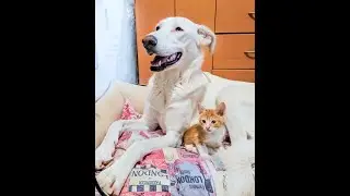 Кошмарик - первые полгода дома :)