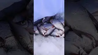 Результат  вчерашней дневной рыбалки на Вв в районе Рыбозаградителя