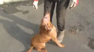 Kisvizsla 2014-12-13