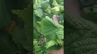 Крупноплодный фундук саженцы Ростов-на-Дону | City Gardens
