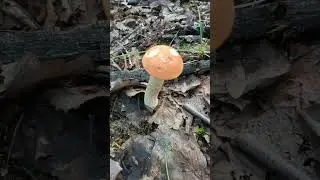 Вкуснейшие грибы