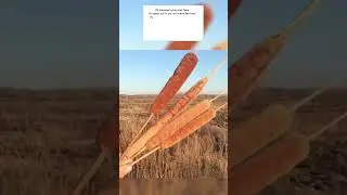 Анекдот про новую женщину 