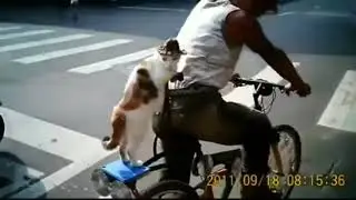 Смешные коты 😹!!!Смотреть всем!!!