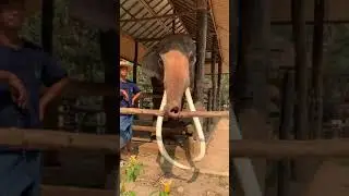 Huge Thai Elephant and His Magnificent Tusks
