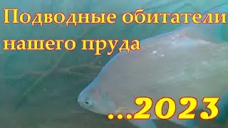 Свой пруд и его подводные обитатели 2023