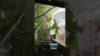 Чижи, чечетки