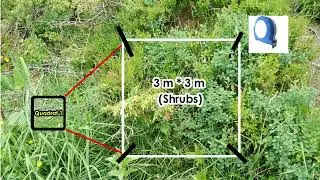 Quadrat Method of Sampling (Basics)