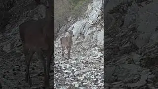 DİŞİ GEYİK PATİKADA İLERLİYOR! 