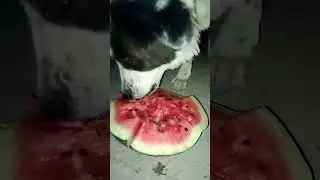 Собака ест арбуз 🍉 ☺️ #собакадруг #shorts