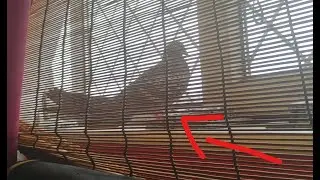 I Woke Up To See 2 Pigeons That Flew Into My Room! WTF?! 🐦🐦