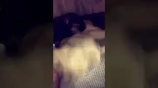 Прикол, Злой 🦁 лев