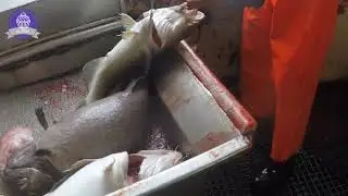 Cách người nước ngoài bắt cá.