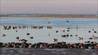 Green-winged Teal and Northern Shoveler: Tens of Thousands