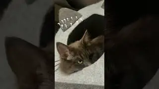 СНЯТСЯ ЛИ СНЫ КОШКАМ? 