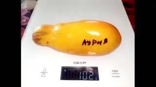 Томат Аурия желтая