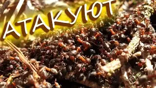 ЧТО ЖЕ С НИМИ СТАЛО С НАГЛЫМИ МУРАВЬЯМИ???