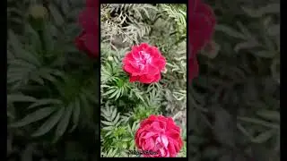 Flower in a winter morning..  Rajshahi University.. Beauty of Rajshahi University