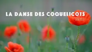 La danse des coquelicots | SaGa