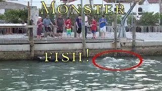 201 Monster Fish! Catch Off Dock Fishing huge Florida Goliath Grouper The Boat Life Adventure Vlog